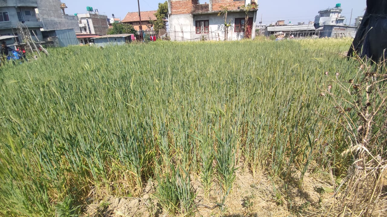Picture of Mahalaxmi Municipality, Bagmati